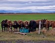 Alvarleg staða í túngrasatilraunum 