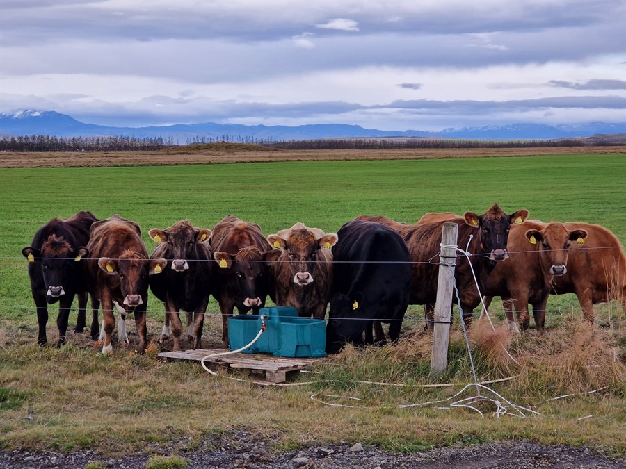 Ein af ástæðum þess að Íslendingar eru sjálfbærir með sína mjólk eru góð túngrös til gróffóðurframleiðslu. Rannsóknir á því sviði lögðust af fyrir nokkrum árum. Á myndinni sjást geldkýr á beit í Skeiða- og Gnúpverjahreppi árið 2023.  