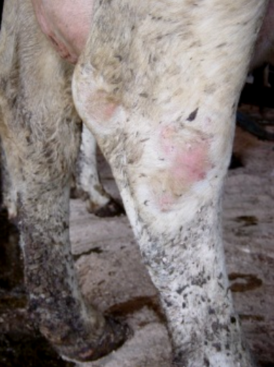 Dæmi um hárlausan blett á kú.