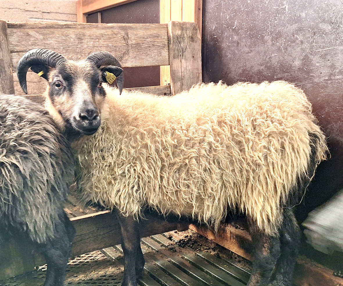 Sjö ARR-kindur finnast í Miðdölum