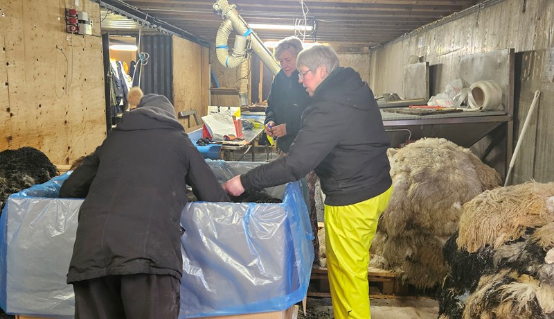 Metmagn af feldfjárskinnum til vinnslu í Svíþjóð