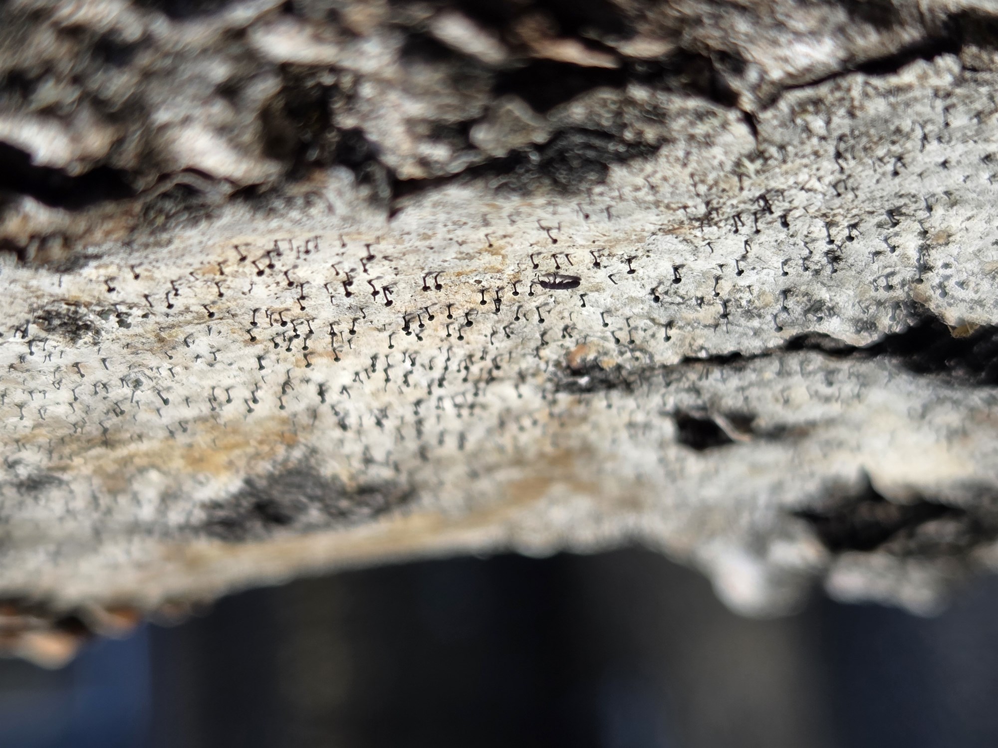 Asparnálar – algengasti sjaldgæfi sveppurinn á Íslandi?