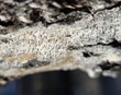Asparnálar – algengasti sjaldgæfi sveppurinn á Íslandi?