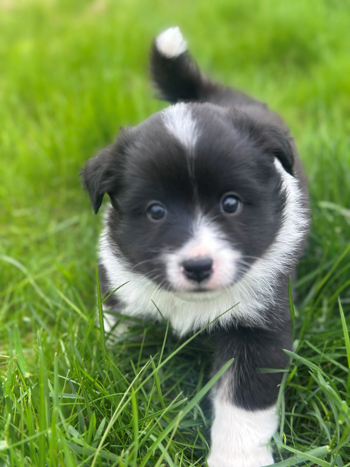 Gullfallegir íslenskir fjárhundshvolpar