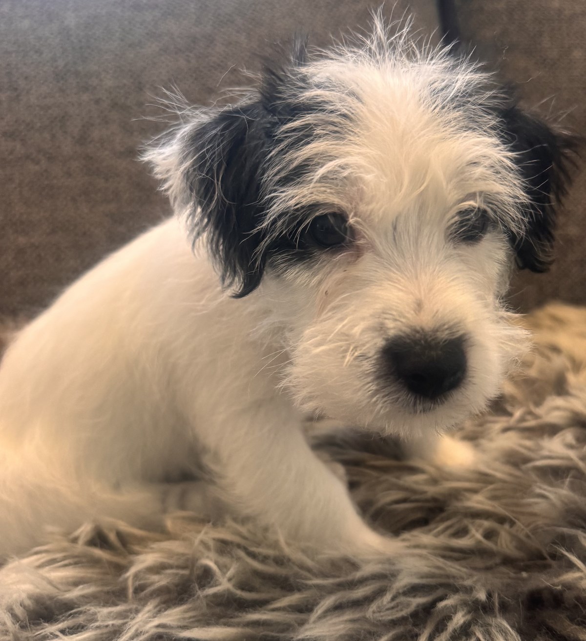Yndislegur Jack Russel Terrier hvolpur í