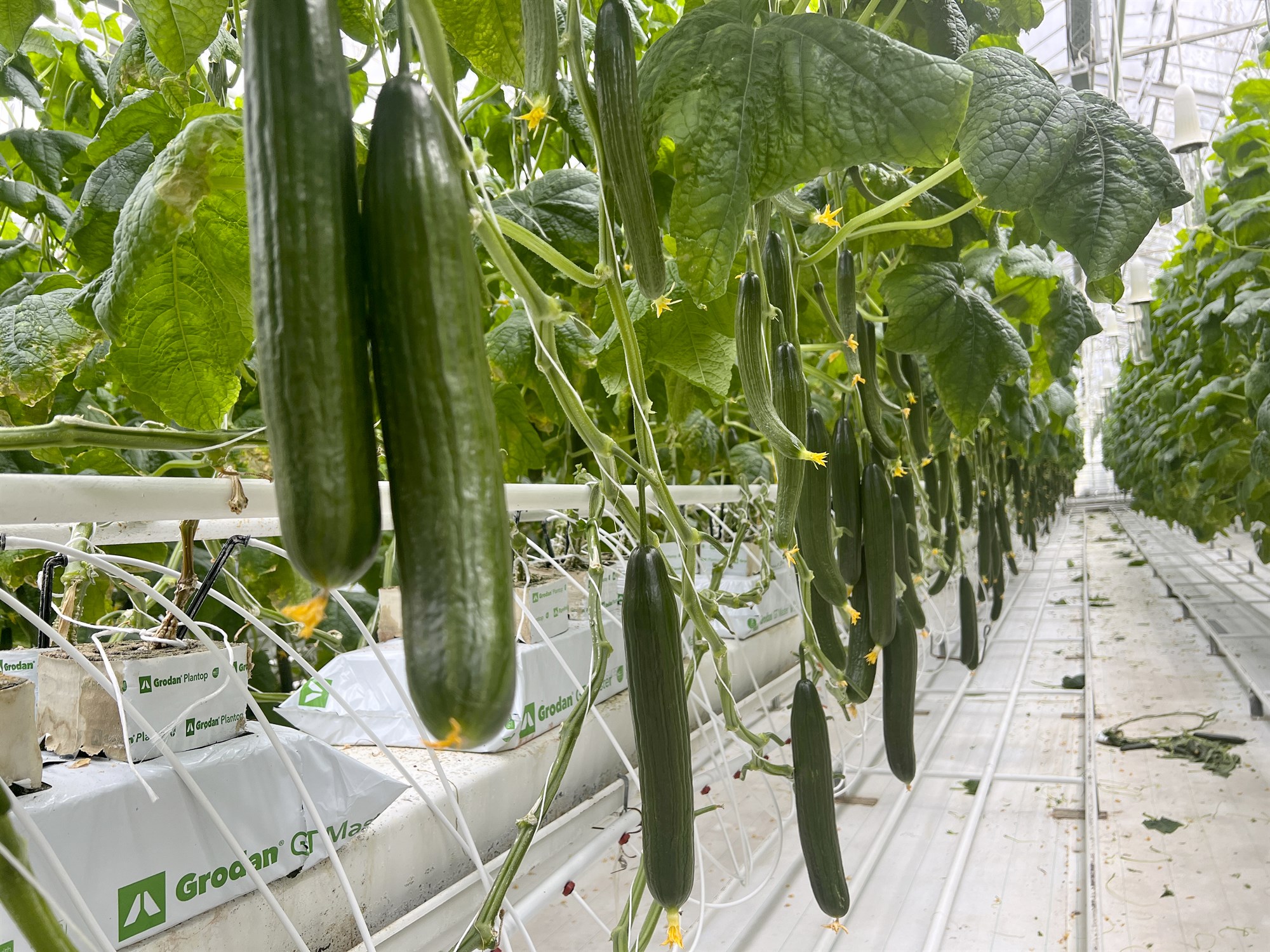 Gúrkuútflutningur hefur fest sig í sessi