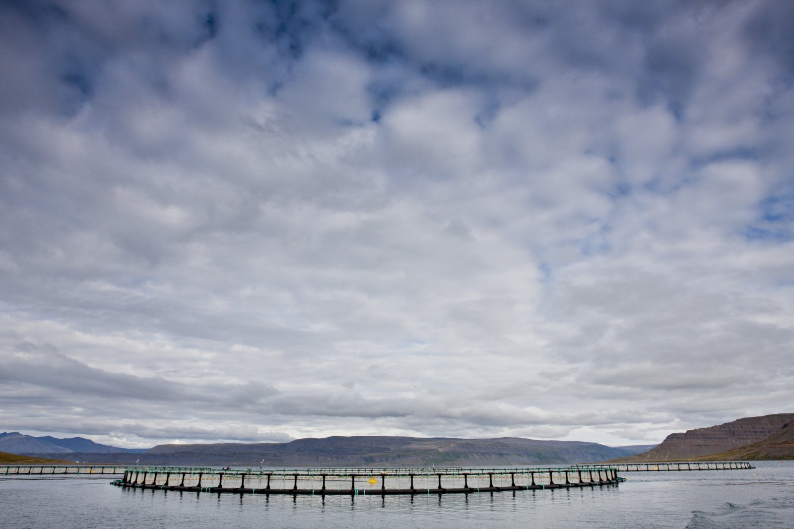 Ströng lög gilda um laxeldi og verndun villtra laxa