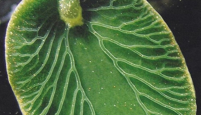 Sniglar sem ljóstillífa