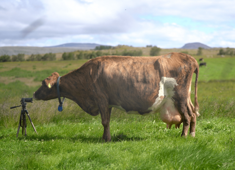 Lífræn ræktun á Íslandi
