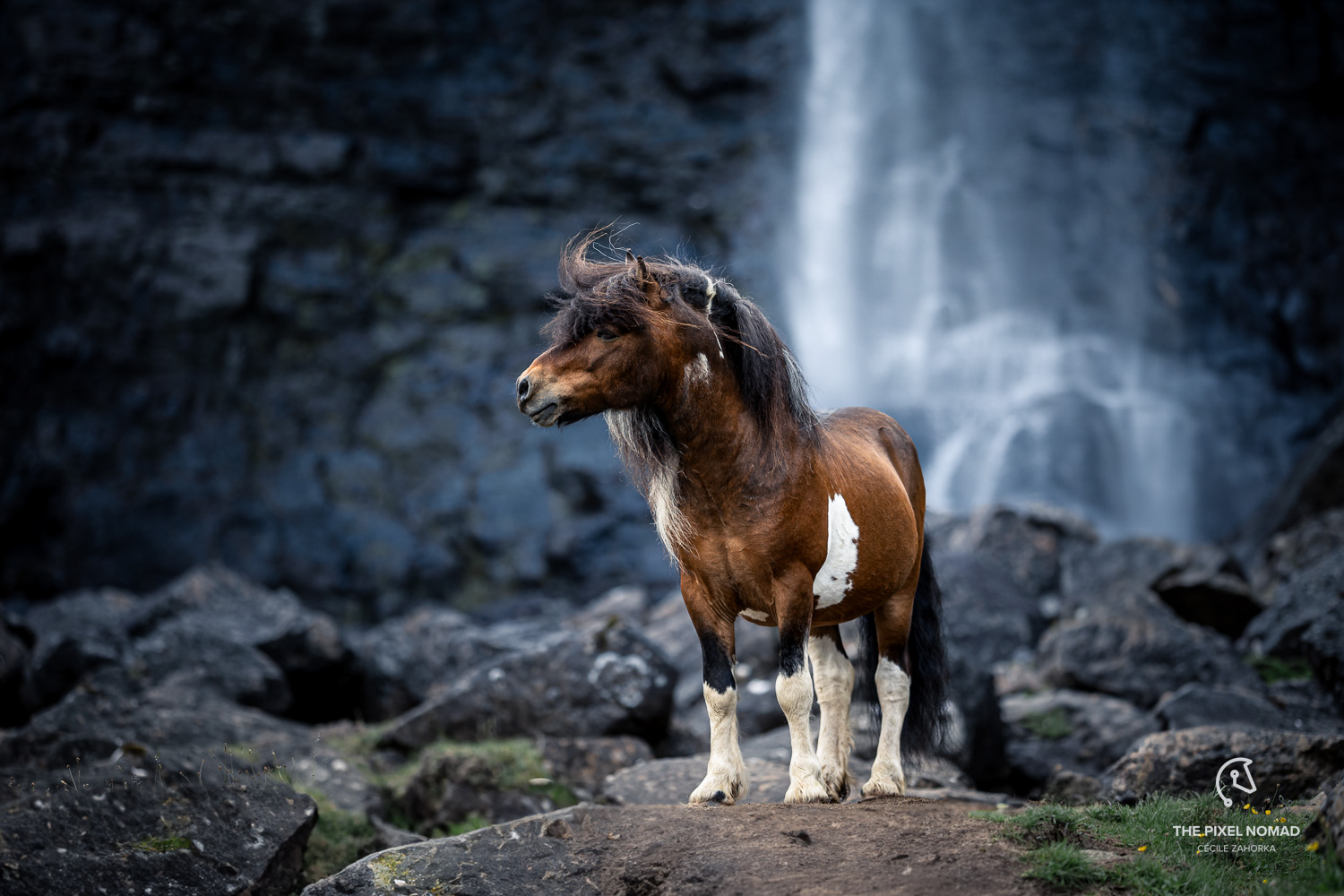 Tilraun til að bjarga færeyska hrossakyninu
