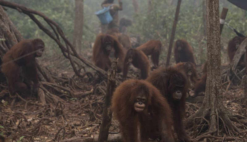 Losa meira af koltvísýringi en Bretlandseyjar