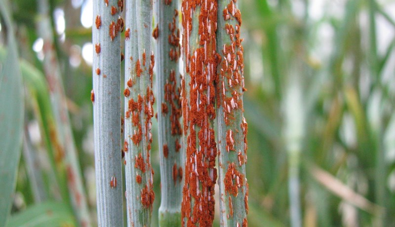 Stöngulryðsveppur herjar á hveiti í Evrópu