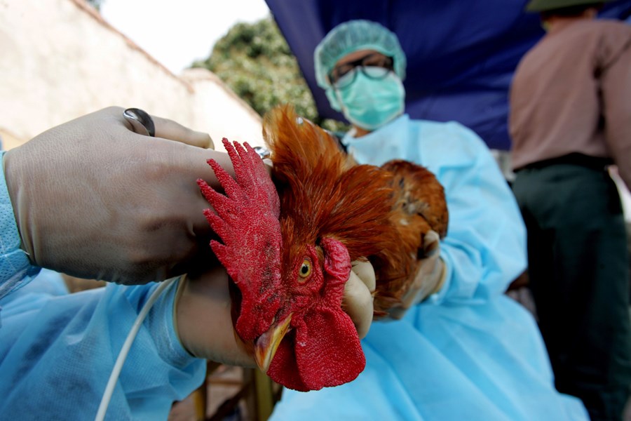 Reynt að forðast heimsfaraldur