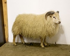 Mesti fjöldi skráðra sæðinga