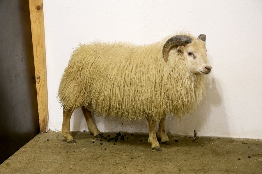 Skörðungur 25-811 frá Skarðaborg. 