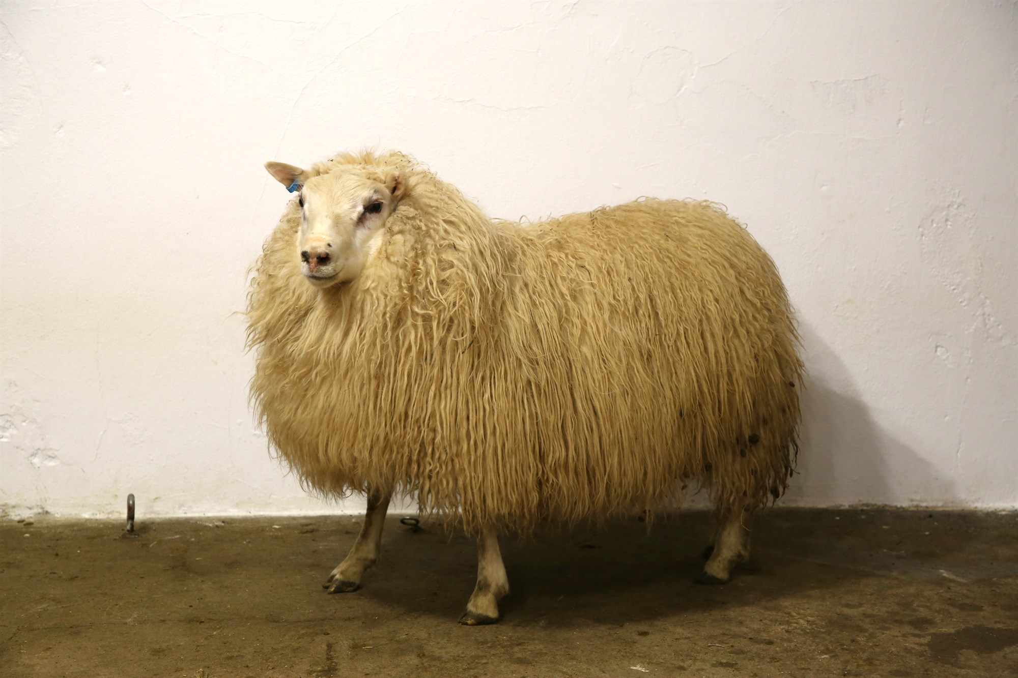 Arfgerðargreiningar og ásetningsval