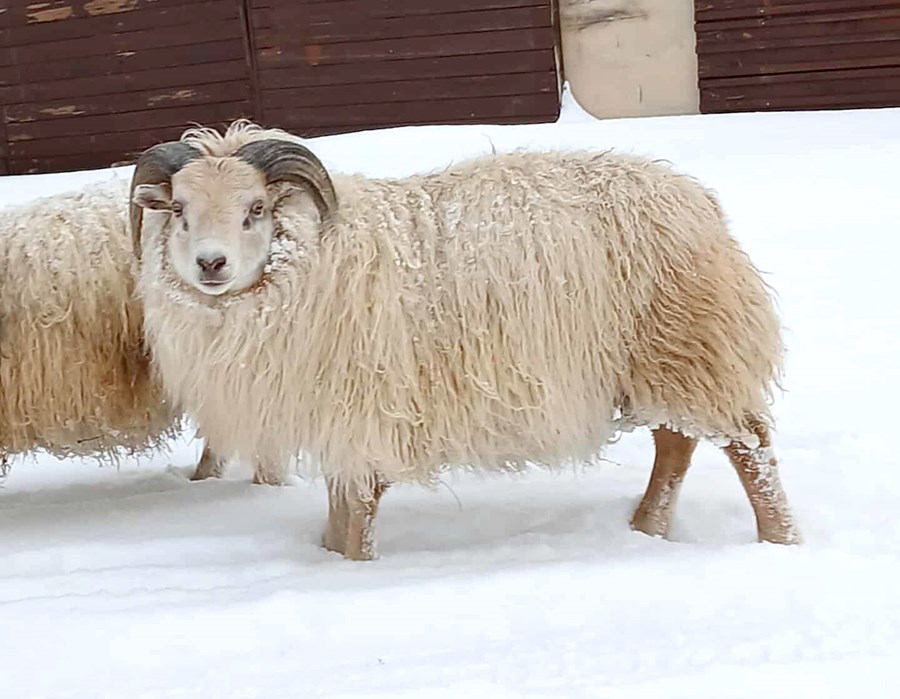 Skörðungur frá Skarðaborg, fyrsti sæðingahrútur með arfhreint T137 – auk þess úrvalshrútur með 90,5 stig