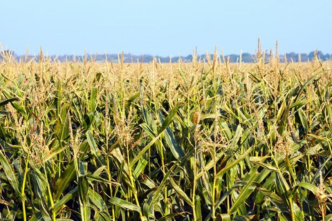 Búist við metuppskeru í Svíðþjóð