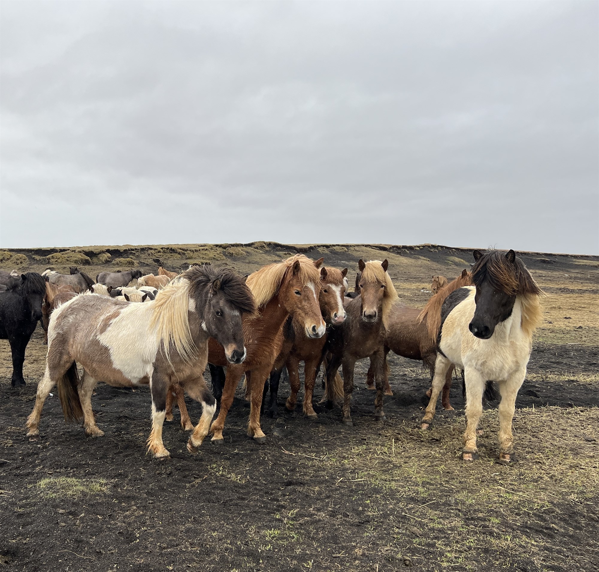 Blóðtaka úr fylfullum hryssum verður starfsleyfisskyld