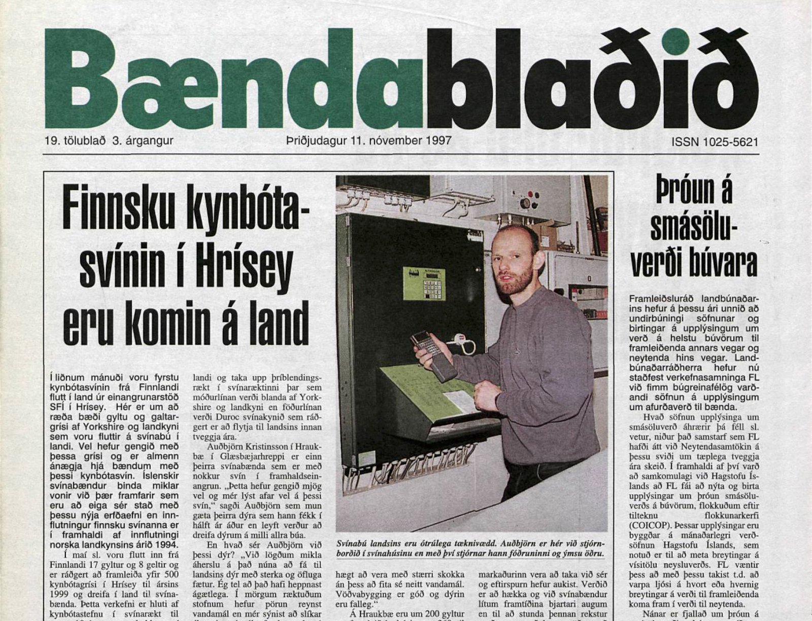 Finnsk kynbótasvín í einangrun í Hrísey