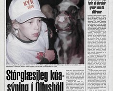 Stórglæsileg kúasýning í Ölfushöll 5. september árið 2000