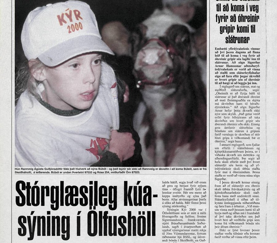 Stórglæsileg kúasýning í Ölfushöll 5. september árið 2000
