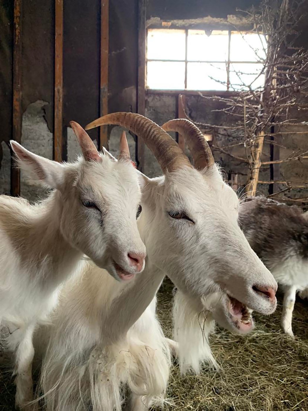 Geitafjársetur í tíu ár