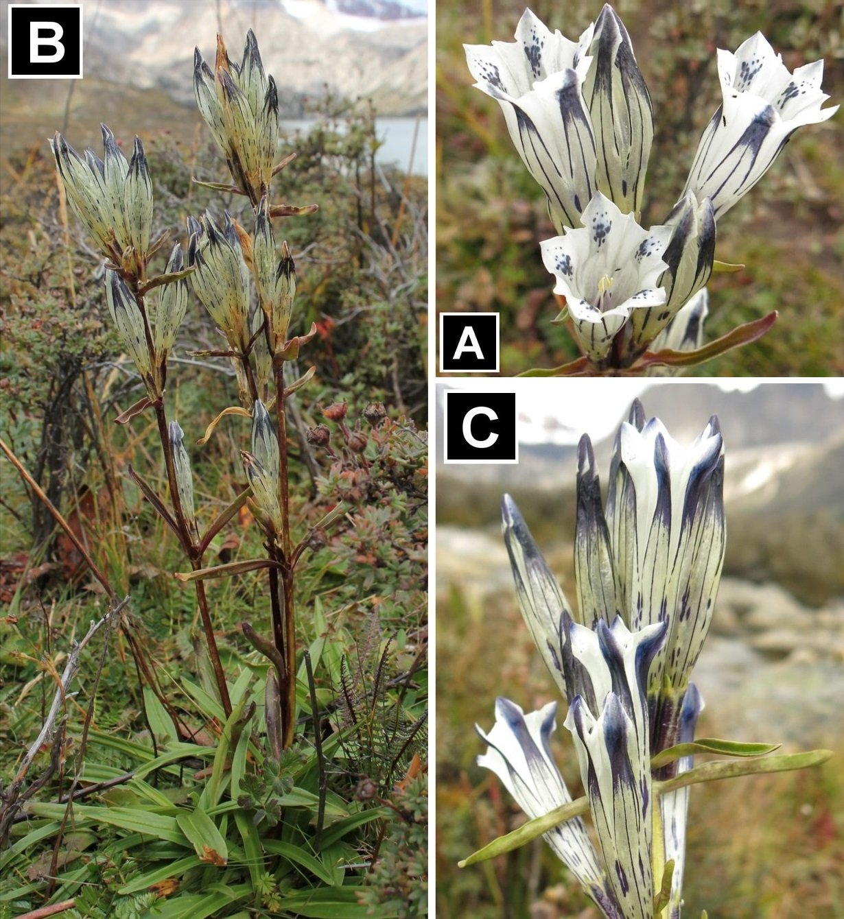 Ný tegund af ættkvísl dýragrasa finnst í Tíbet