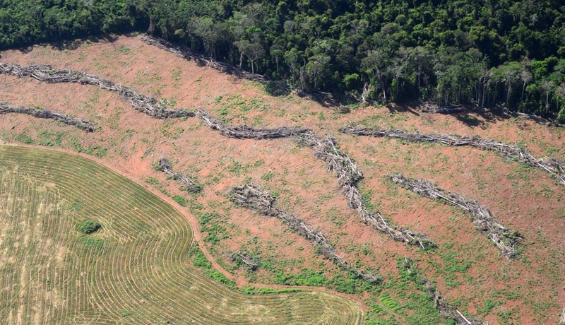 Brasilískur kjúklingur eyðir Amazon