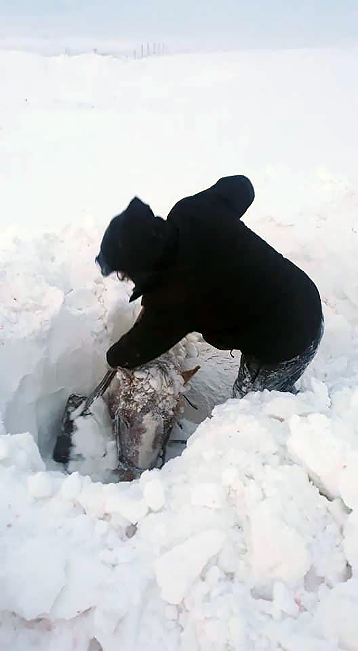 Óttast að yfir hundrað hross hafi drepist