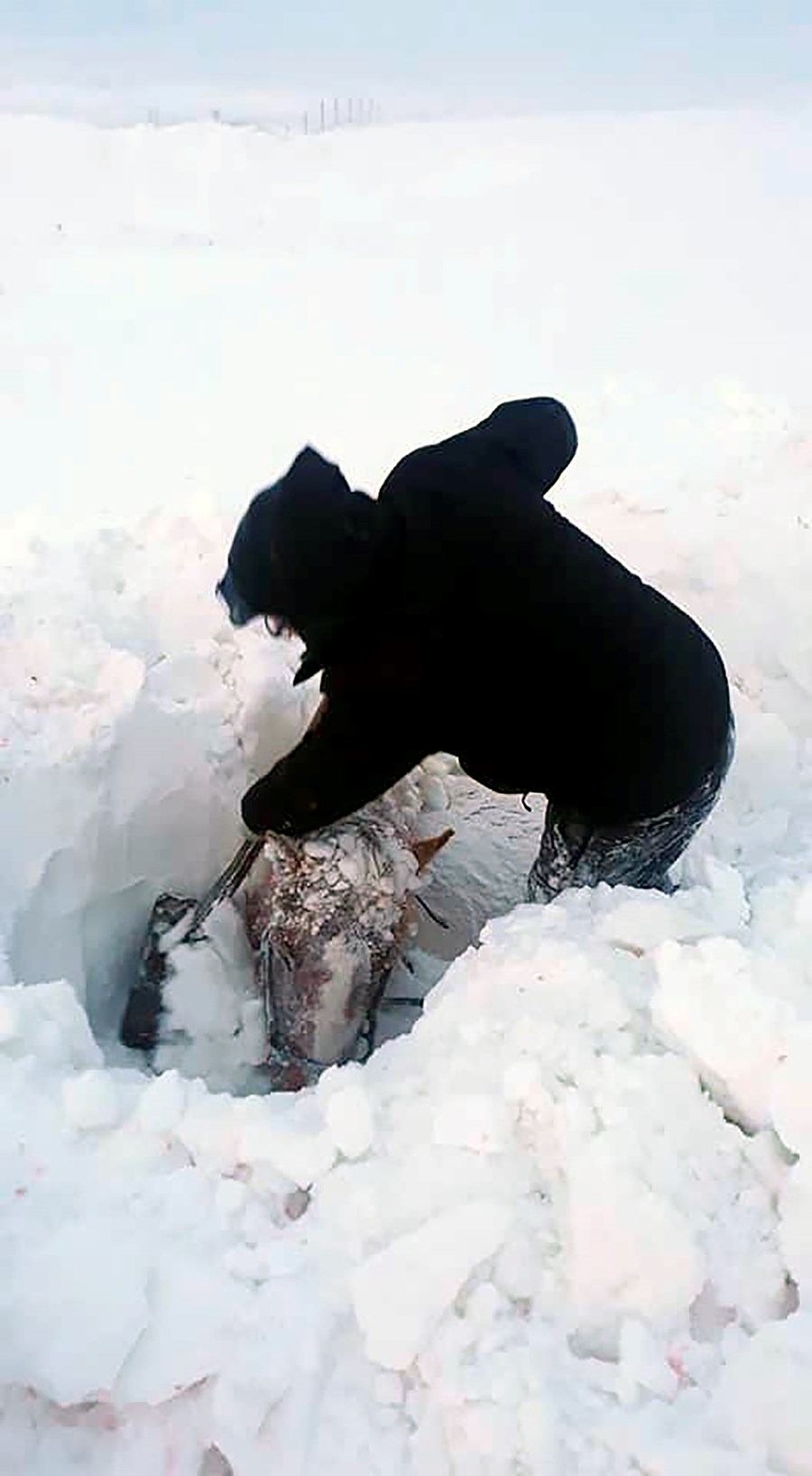 Magnús Ásgeir Elíasson á Stóru-Ásgeirsá í Víðidal að moka upp eitt af hrossum sínum sem fennti í kaf í óveðrinu í síðustu viku.