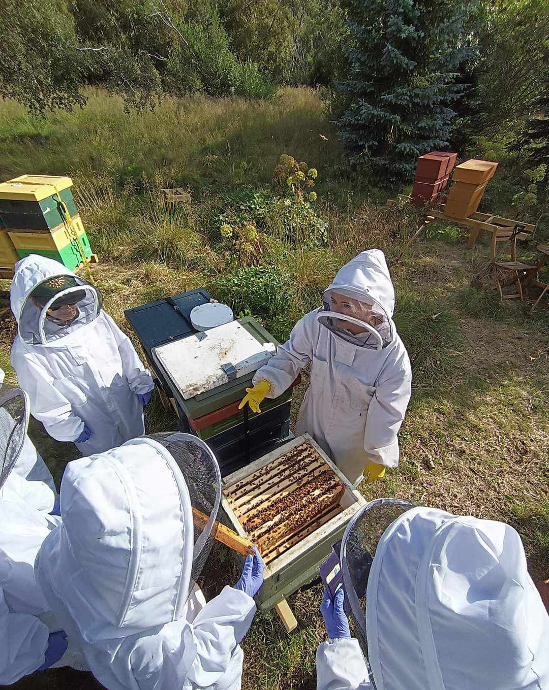 Drottningarnar tæknifrjóvgaðar