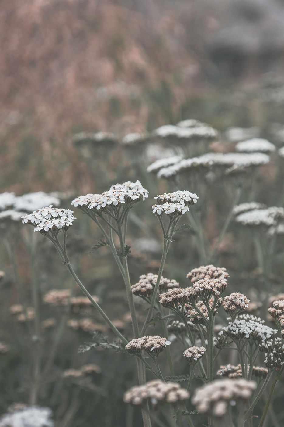 Pottur brotinn í merkingu snyrtivara