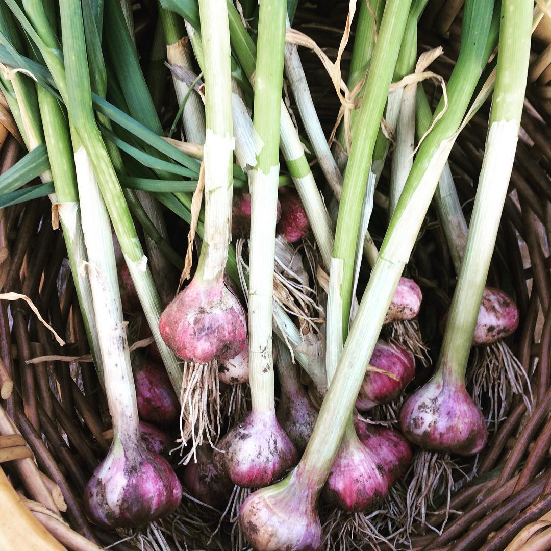 Setjum niður hvítlauk