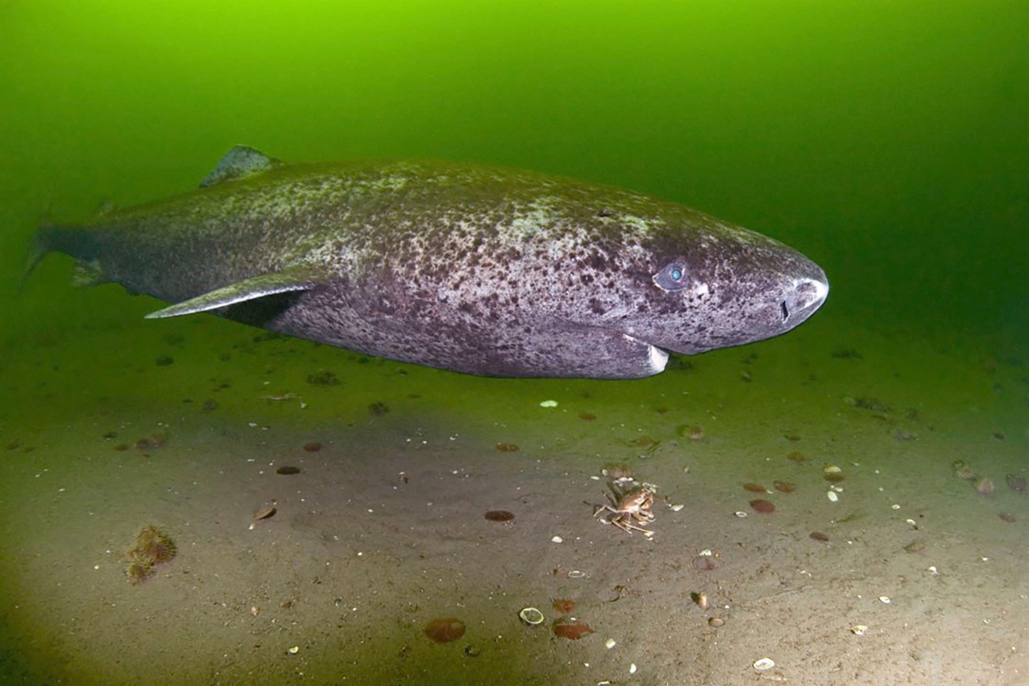 Örfáir eltast enn við þann gráa