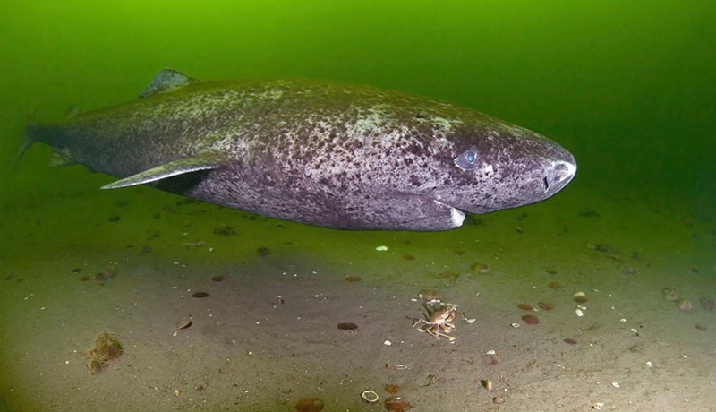 Örfáir eltast enn við þann gráa
