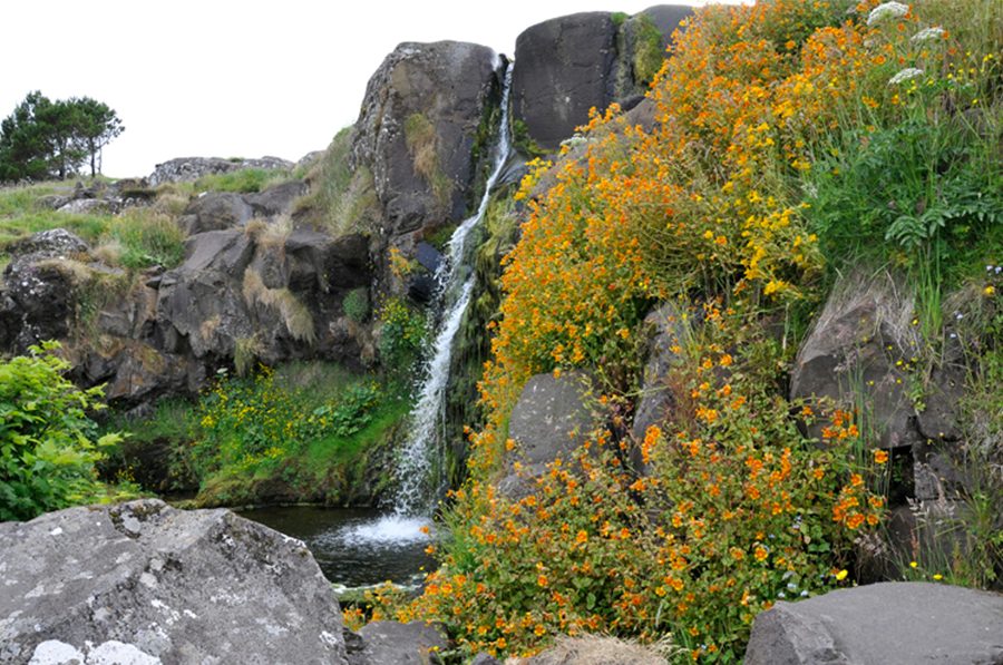 Hér sést Lárublómabreiða hjá Svartifossur í Þórshöfn.  Mynd fengin frá Jenskjeld.info