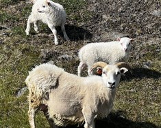 Minni tekjuvöxtur 2024 en afkoma batnaði lítillega