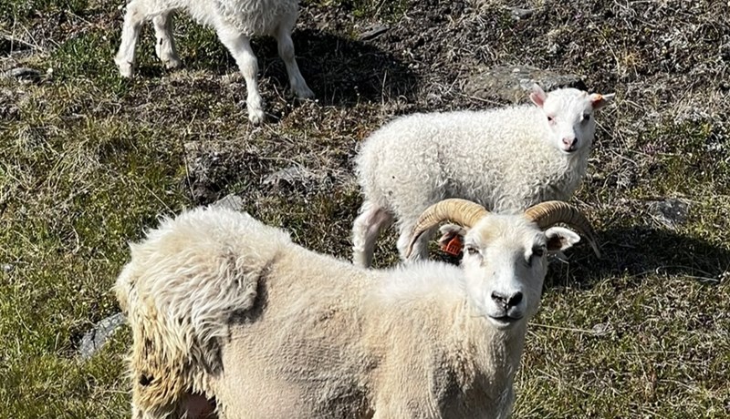 Minni tekjuvöxtur 2024 en afkoma batnaði lítillega