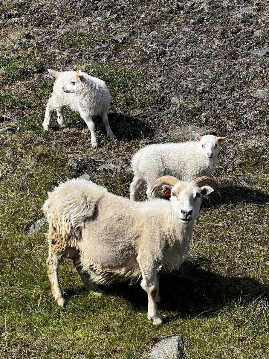 Sauðfjárbúum fækkaði um 53 árið 2024.