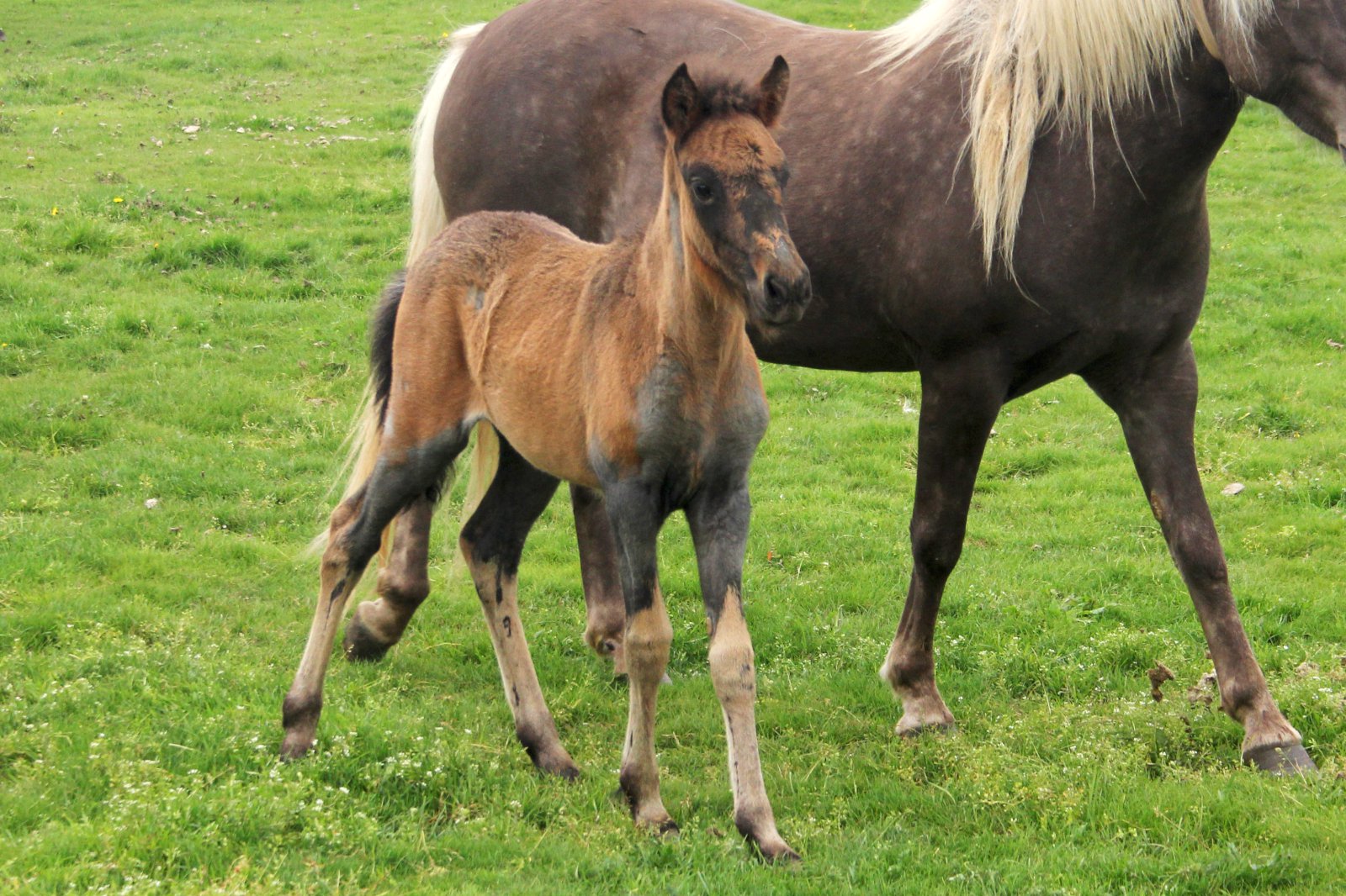 Umráðamaður hrossa