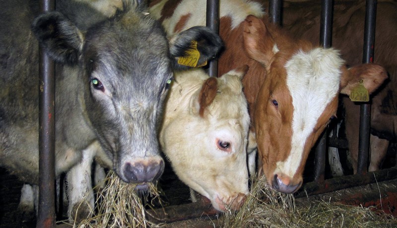 Íslensku kúalitirnir eru mikil verðmæti