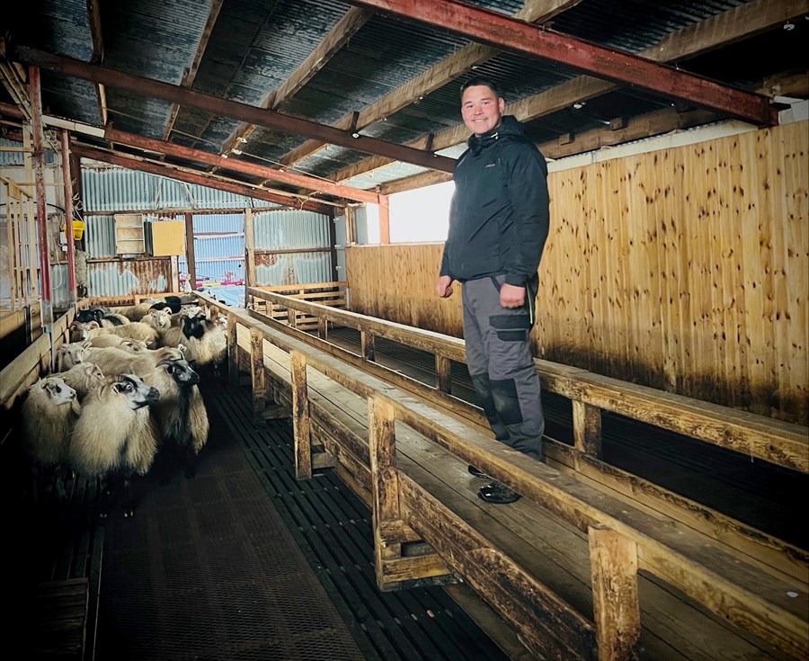 Lars Lund í fjárhúsunum á Hallgilsstöðum. Íslenska sauðféð ætti að vera nokkuð kunnuglegt, enda náskylt því grænlenska.