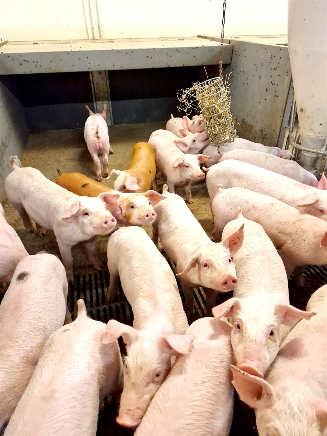 Eftirlit með svínum með því mesta sem framkvæmt er með dýrum