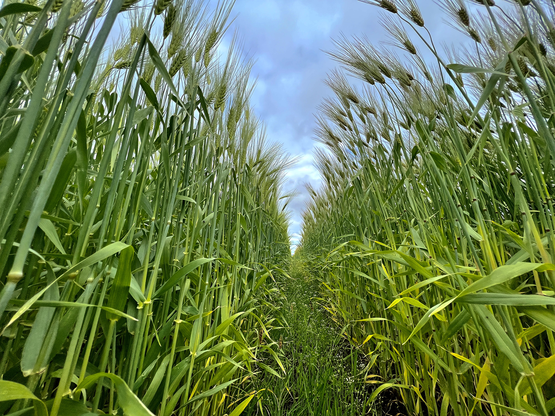 Plöntukynbætur frumforsenda framleiðslu