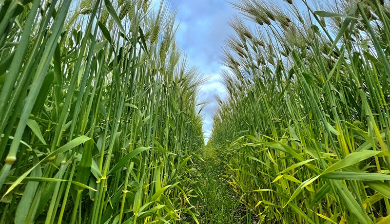 Plöntukynbætur frumforsenda framleiðslu