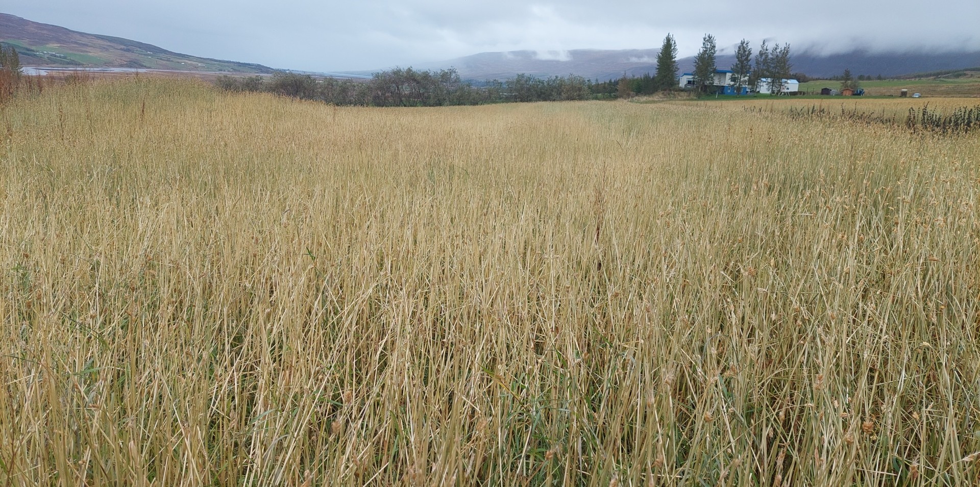 Uppskerubrestur á Norðurlandi