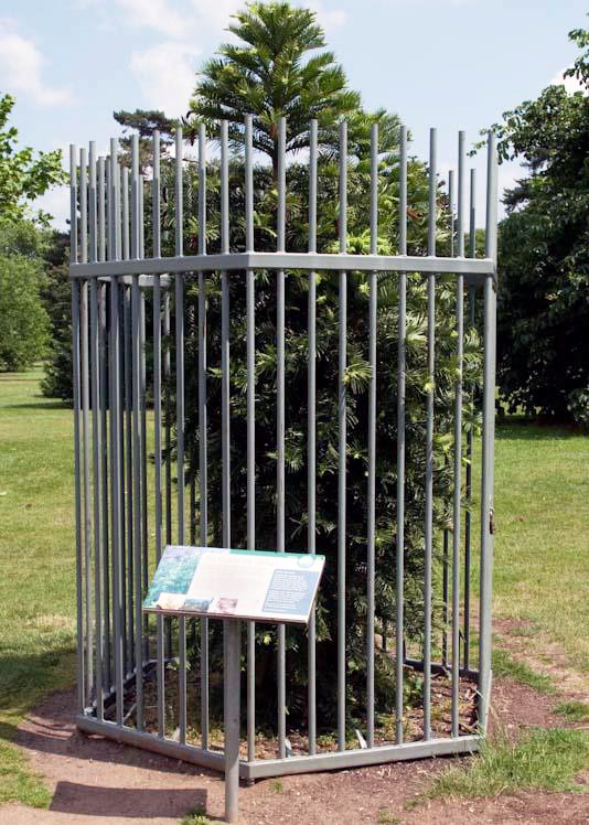 Wollemi-fura.  /Mynd VH.