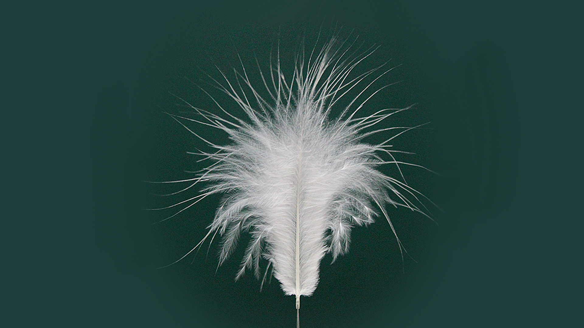 Kjúklingafjaðrir vannýtt auðlind