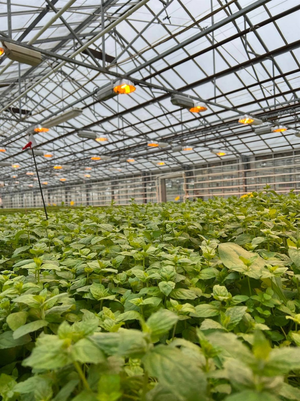 Út í veður og vind